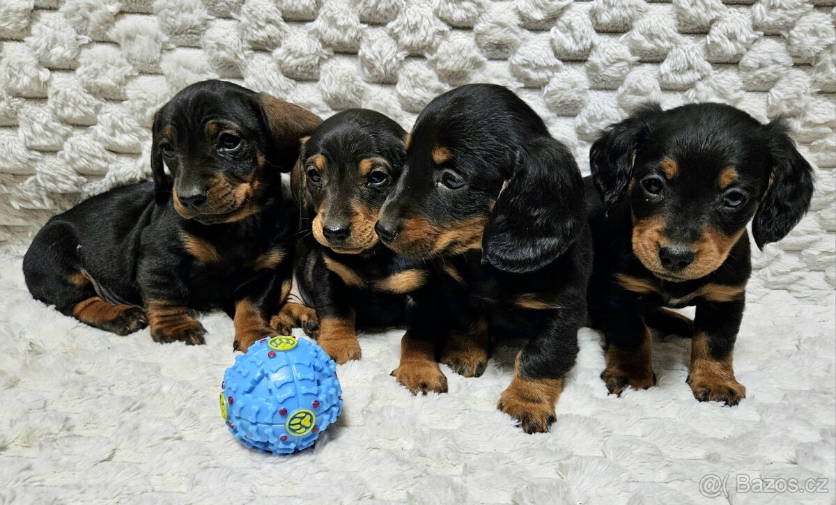 Jezevčík - štěňátka - 7