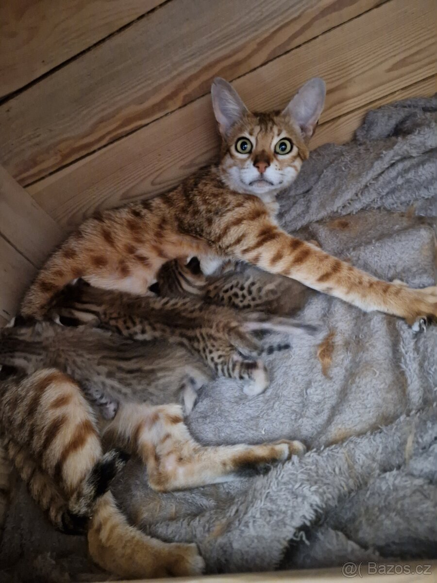 Savannah kotatka F5 - 7