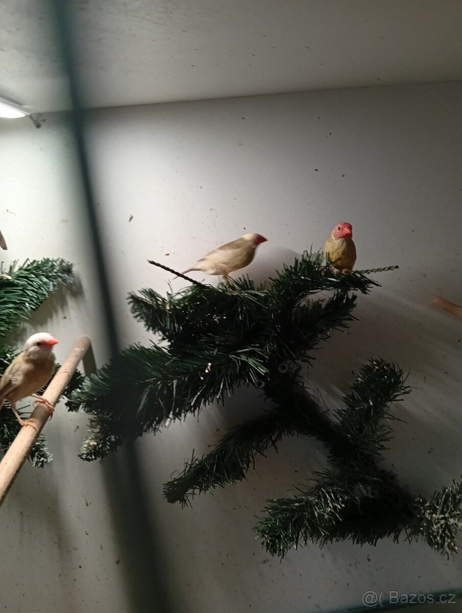 Astrild rakosní, rakosnik - 7