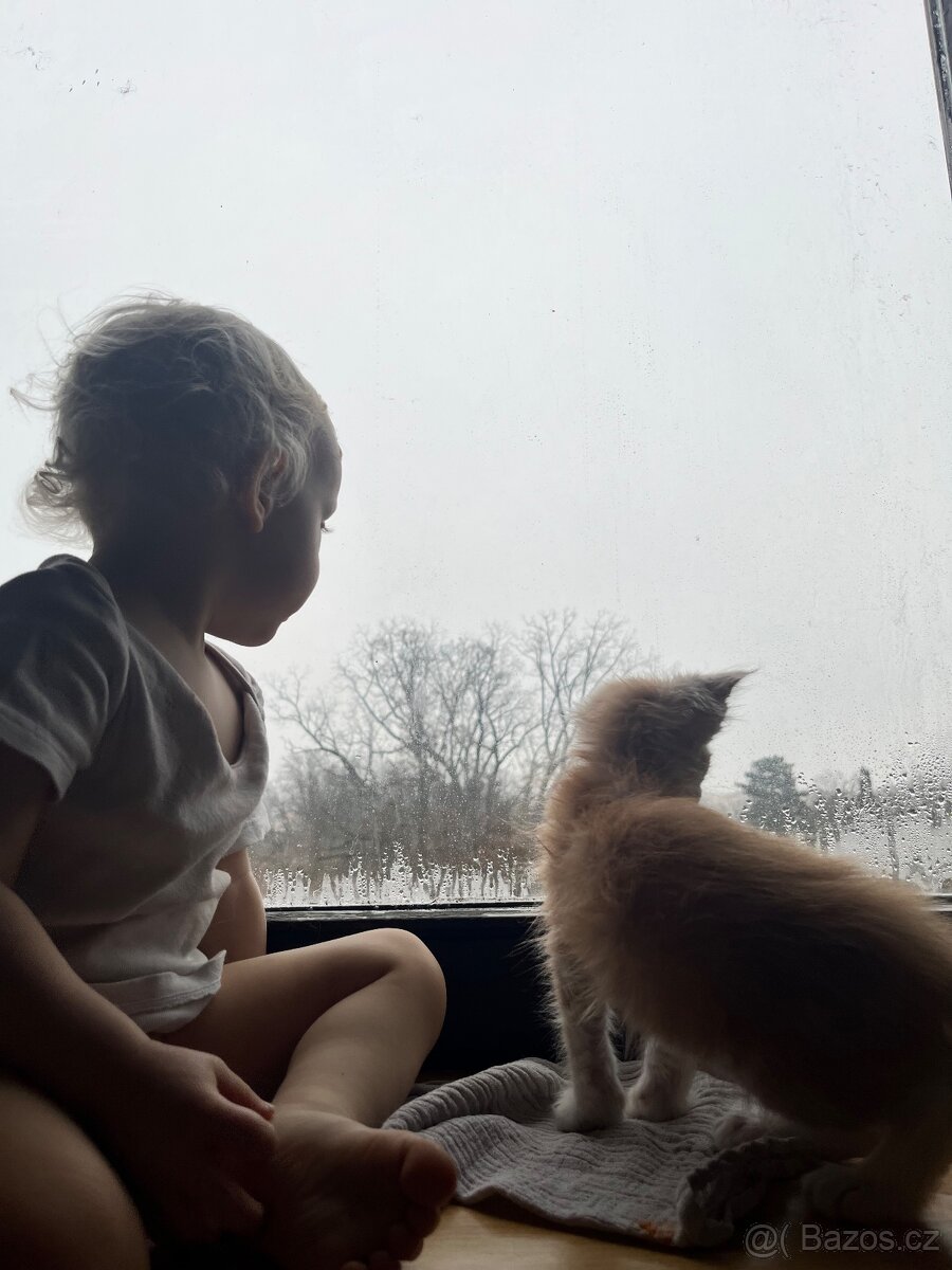 Mainská mývalí bez PP - 7