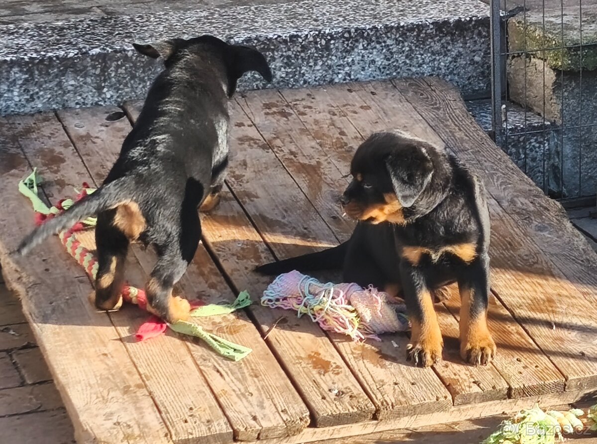 Rottweiler s PP (FCI) - 7