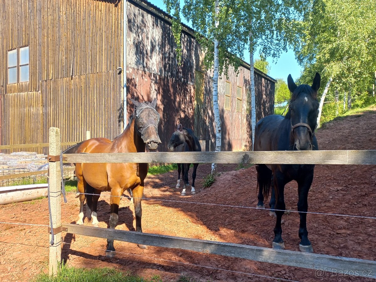 Pronájem bytu na farmě - 7