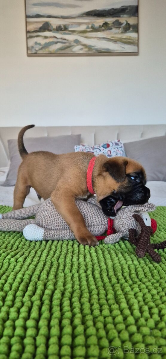 NĚMECKÝ BOXER ŠTĚŇATA narozená 31.10.2025 - 7