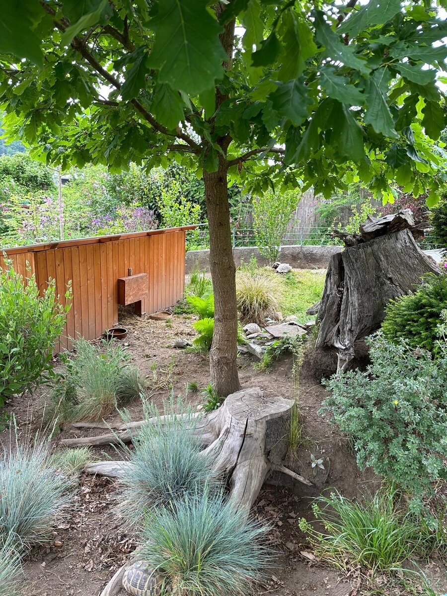 Suchozemská želva - 7