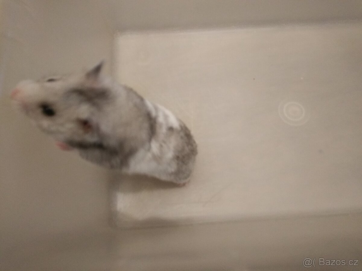 Křeček syrský/zlatý - 7