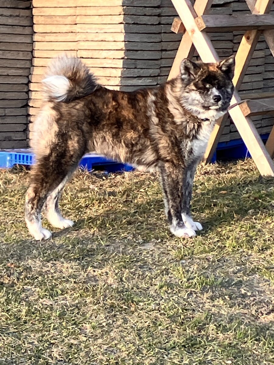 Akita Inu - mazel do rodiny - 7