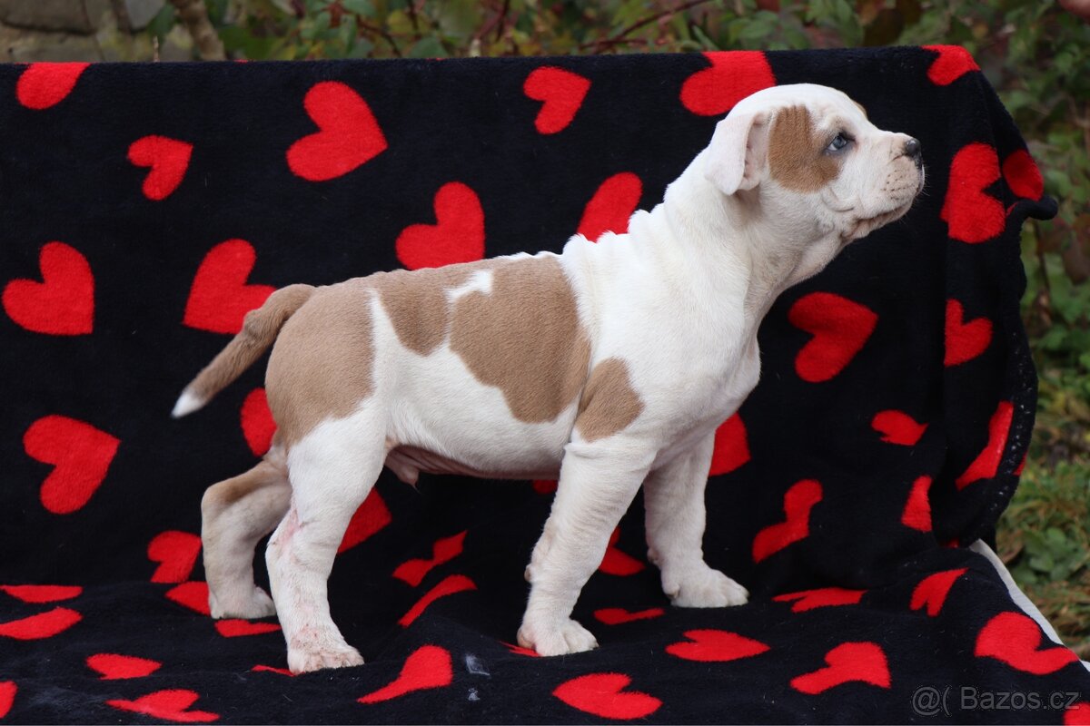 Americký stafordšírský teriér s PP pejsek SPIRIT - 7