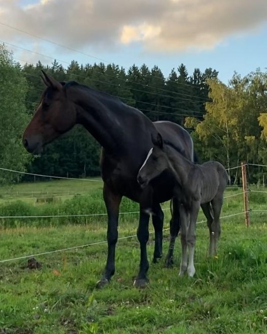 Hřebeček 1/2 lusitano - 7