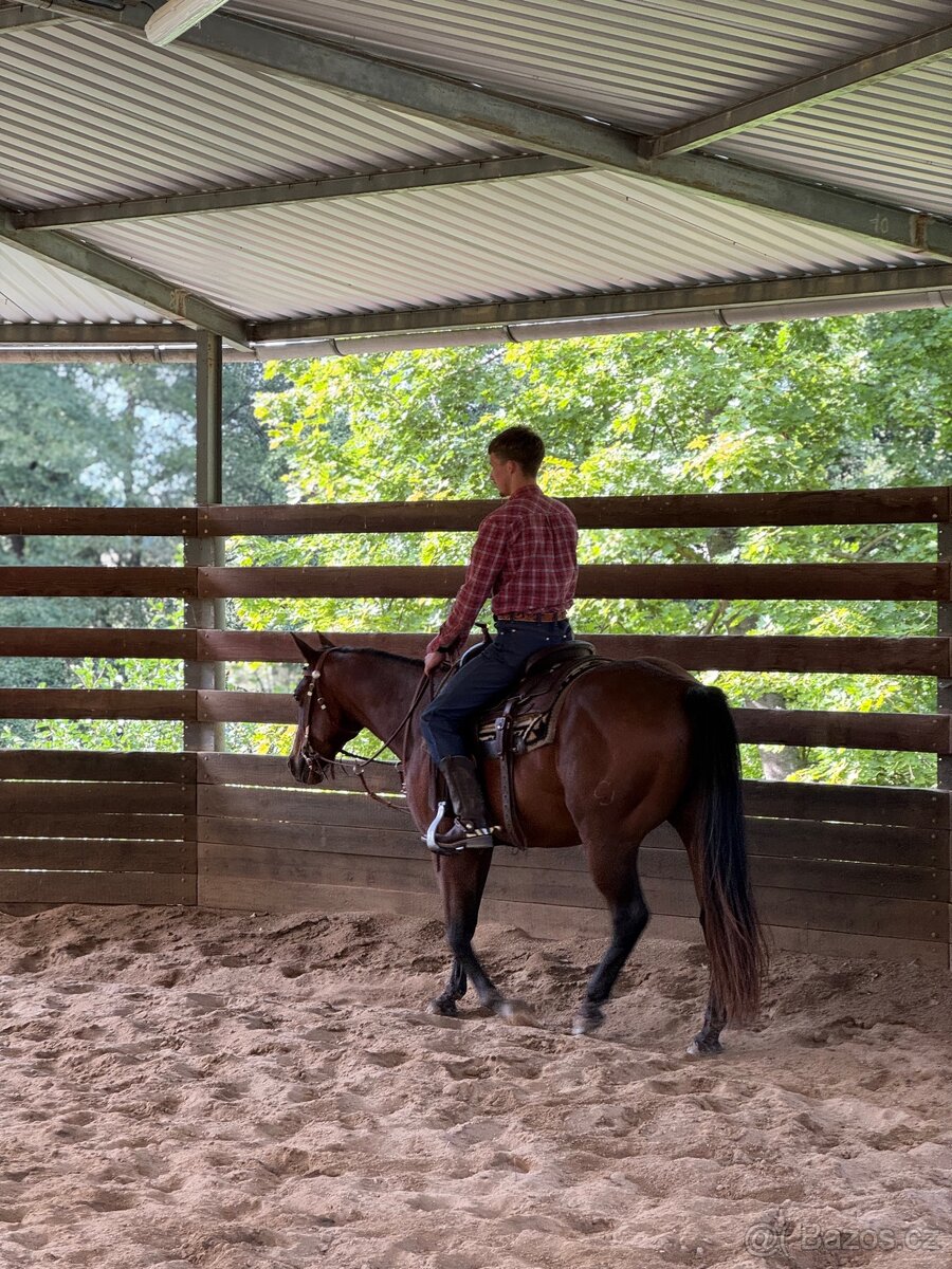 Valach quarter horse - 7