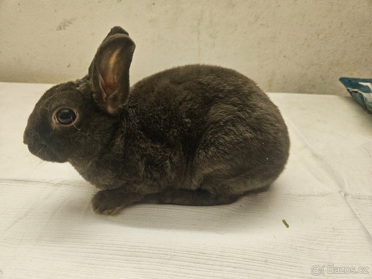Zakrslý králíček - 7