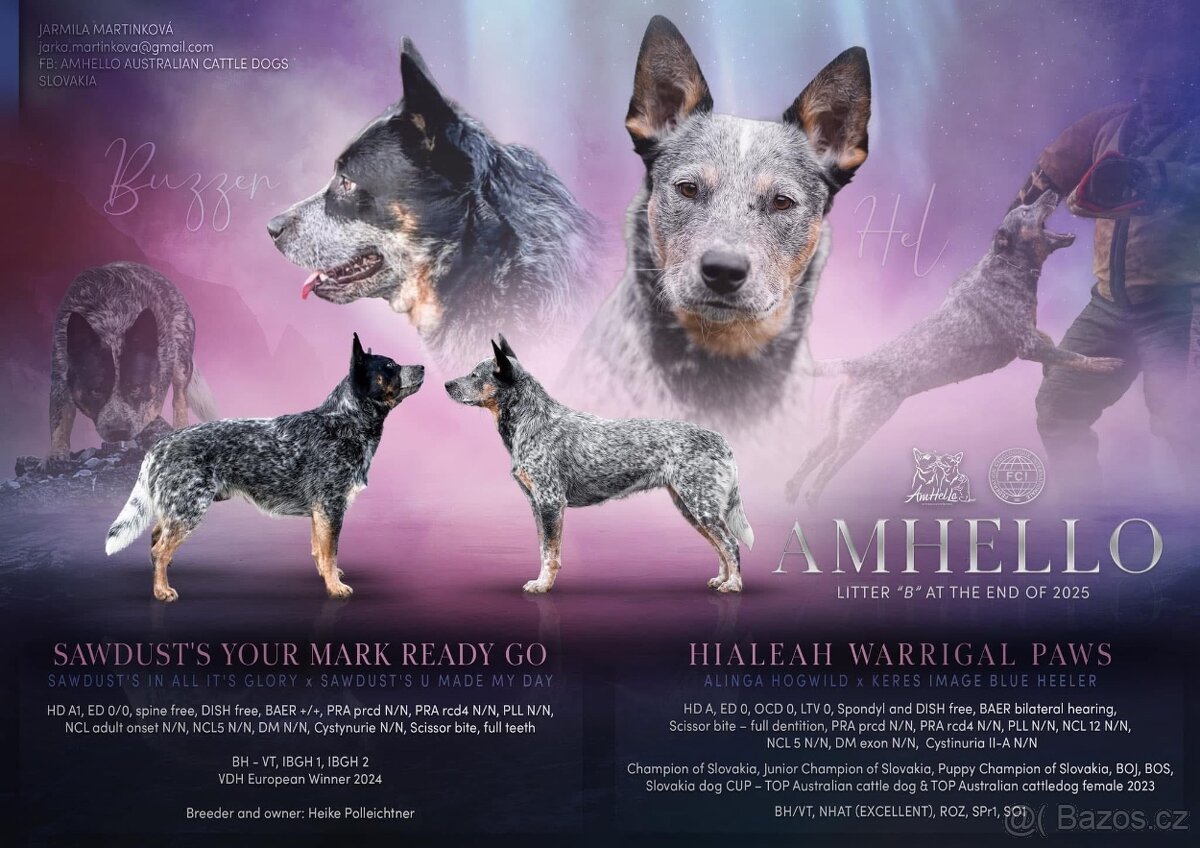 Australský honacký pes s PP (s predpokladmi do športu) - 7