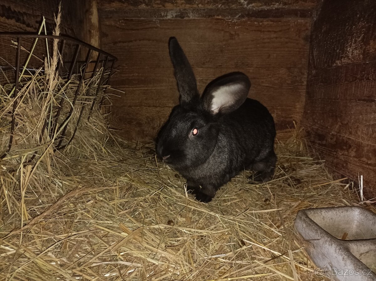 Prodám králíky - 7