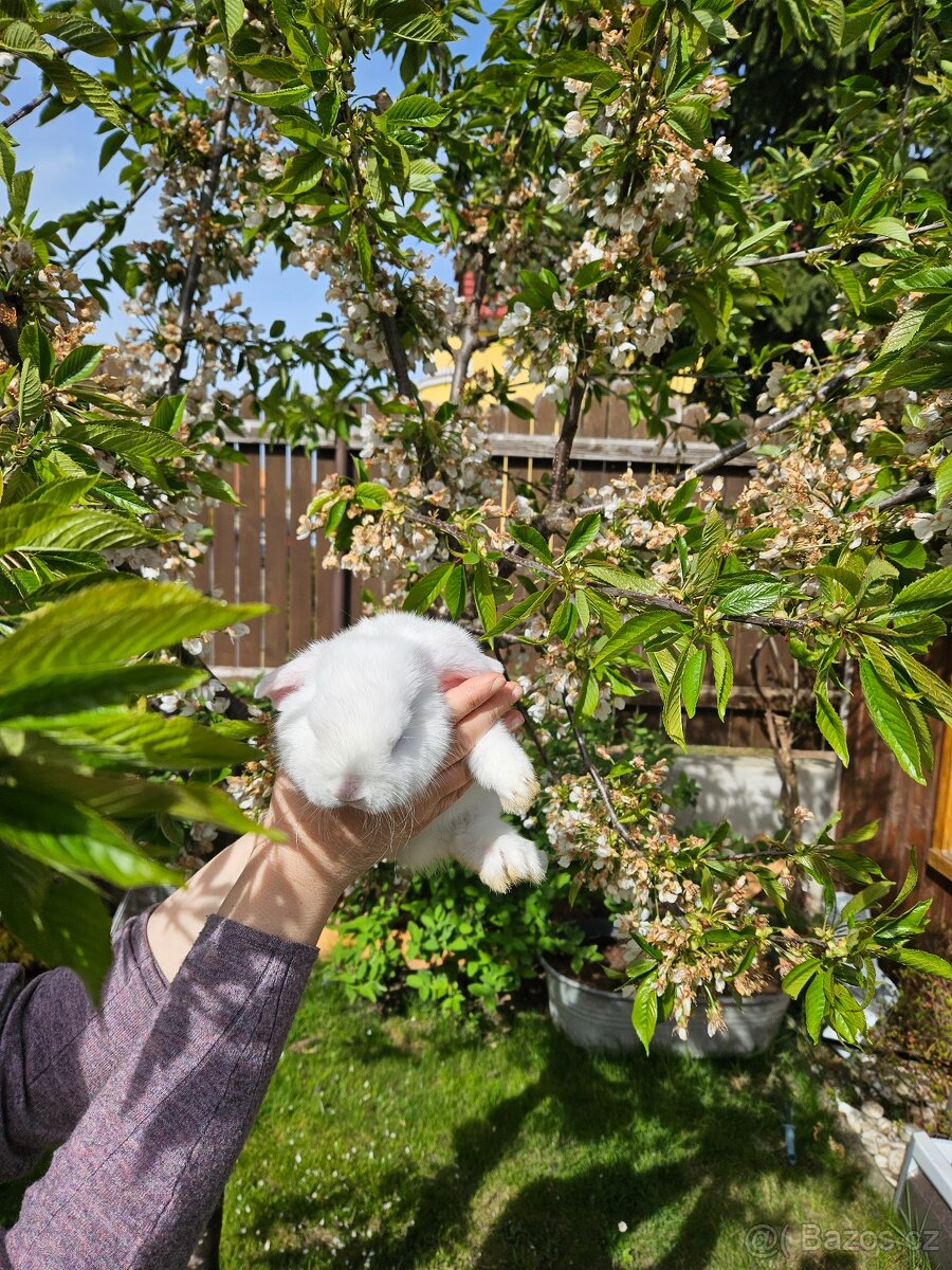 Zakrslý králík - 7