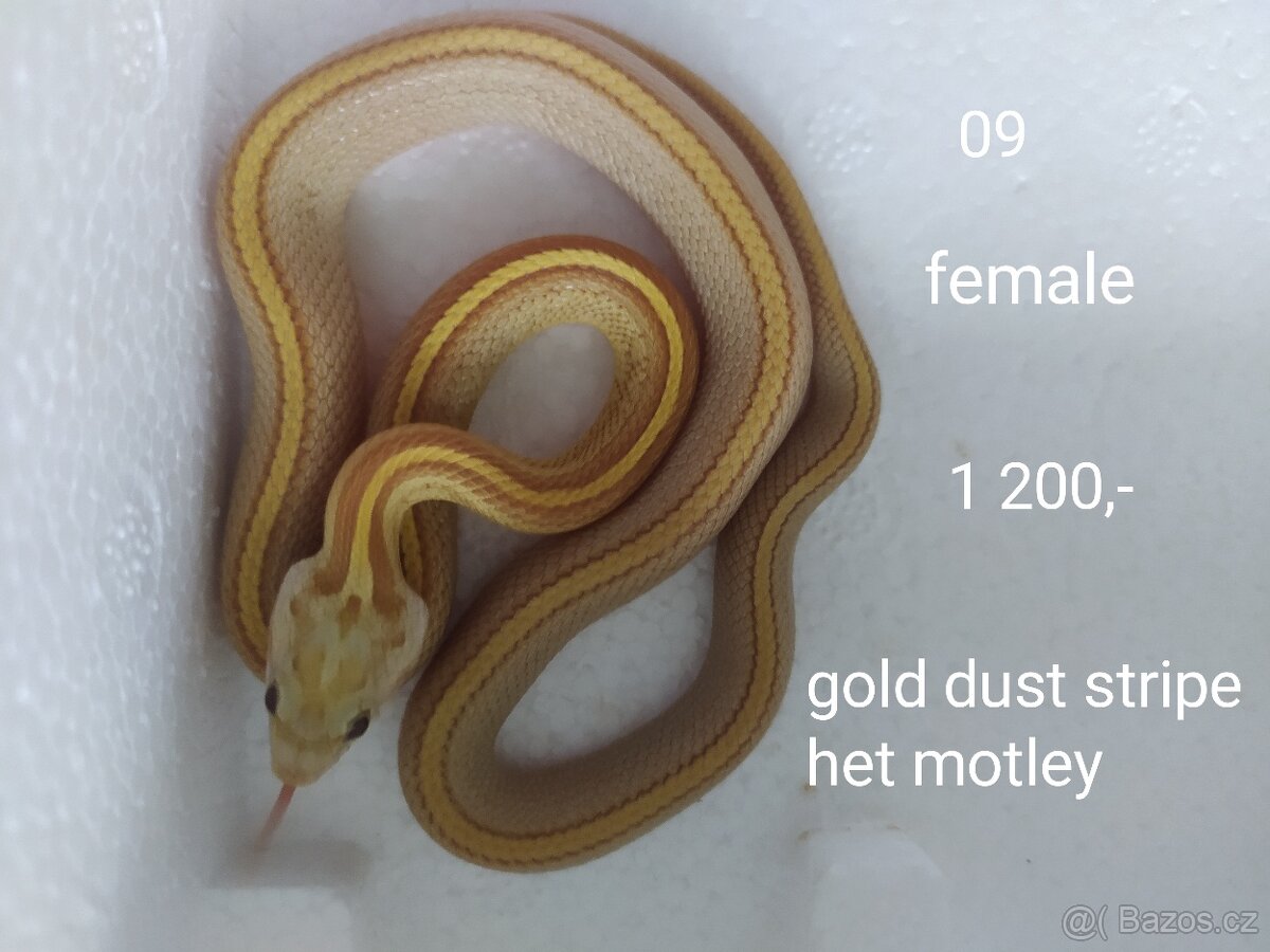 Užovka červená - 7