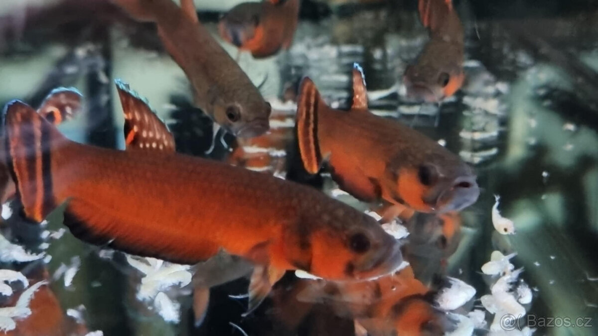 Betta Macrostoma - 7