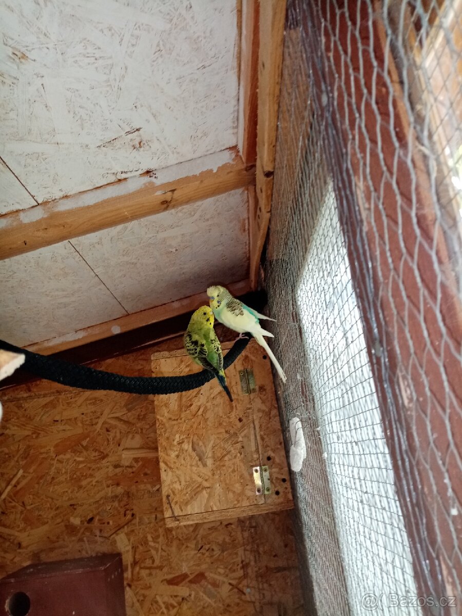 Prodám andulky vlnkované - 7