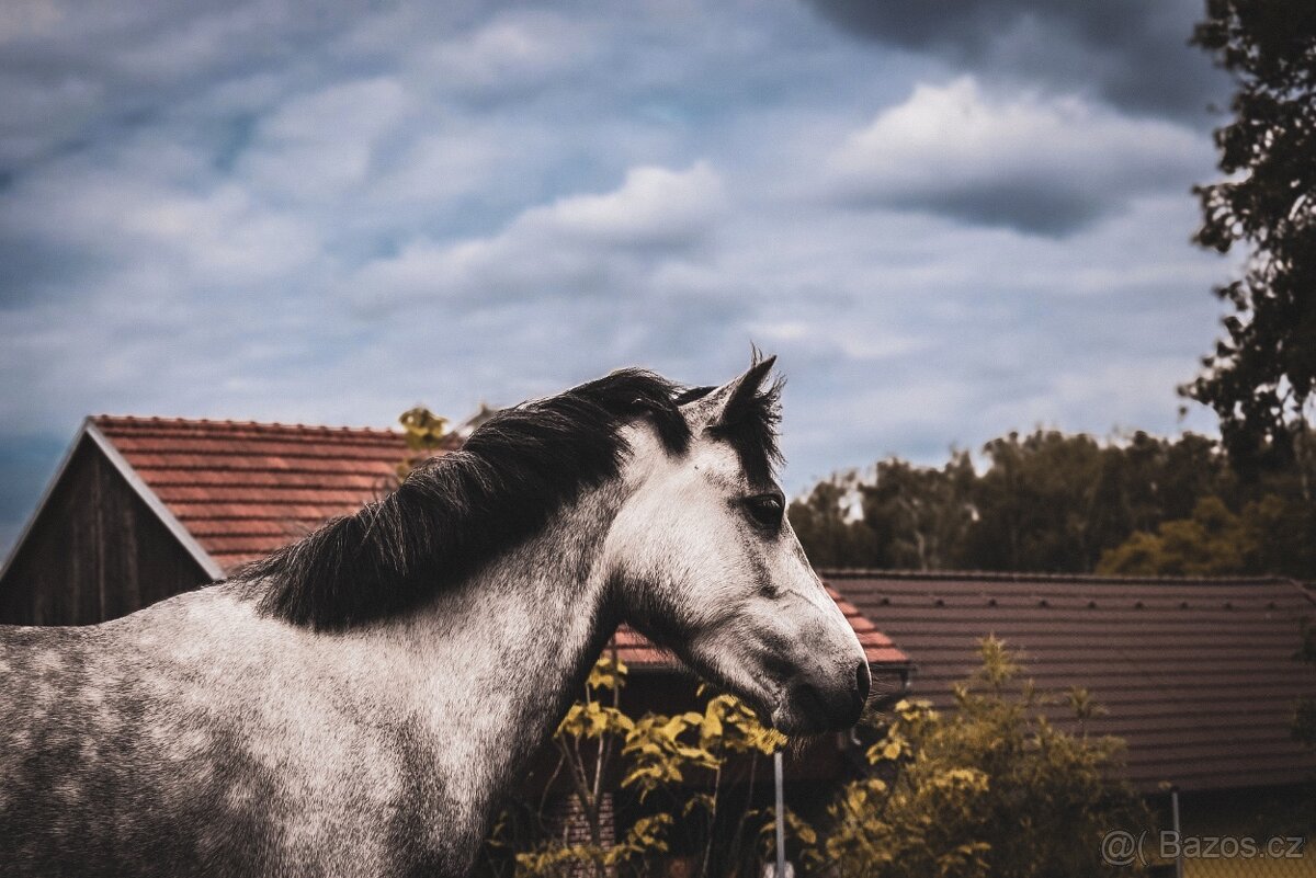 Welsh pony - 7