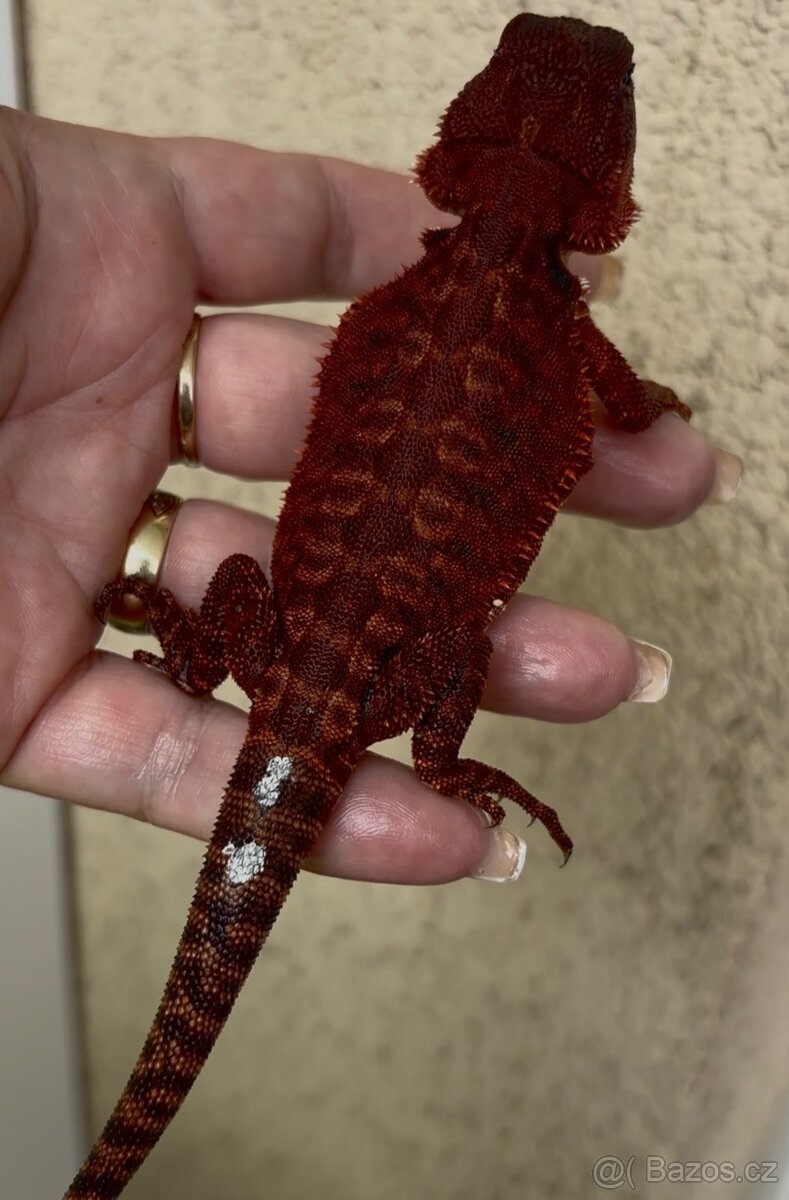 Agama vousata - sameček 100% Dark Monster Leatherback - 7