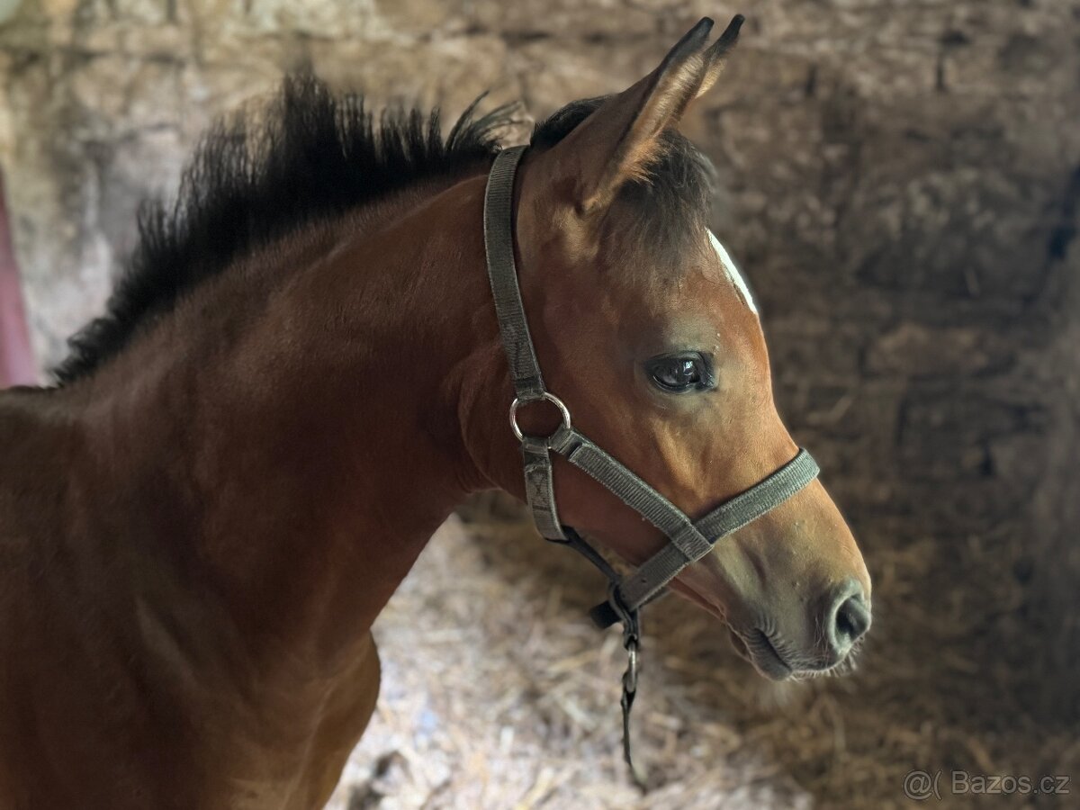 Klisnička s 75% arabské krve - 7