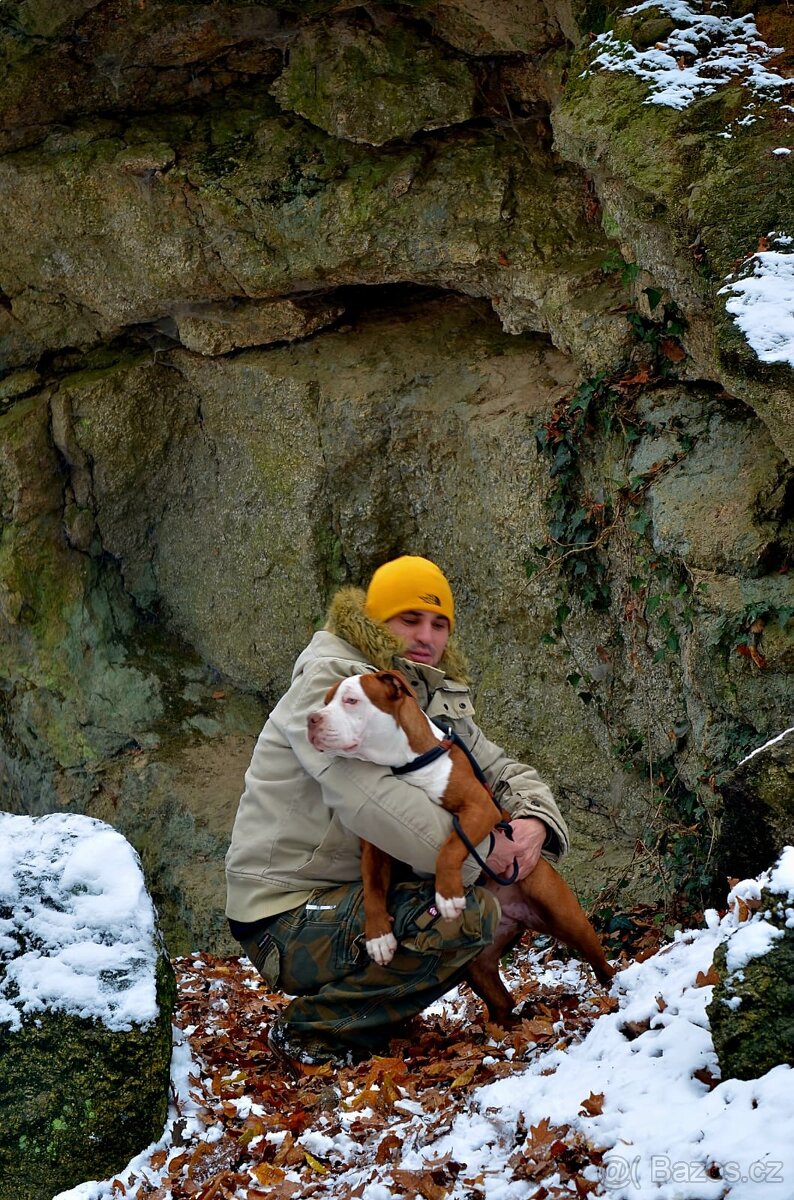 American bully - ch.s. Family Muscle Bullies - 7