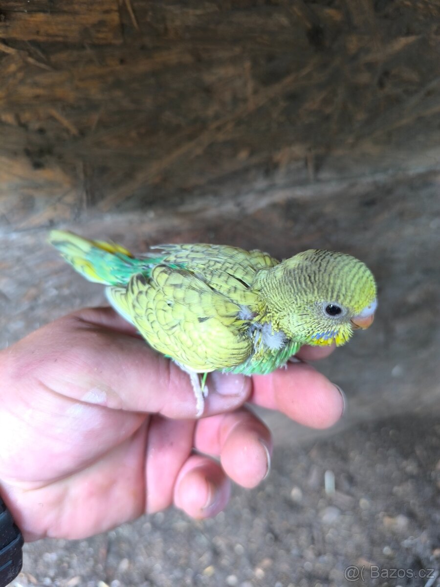 Prodám andulky a korely - 7