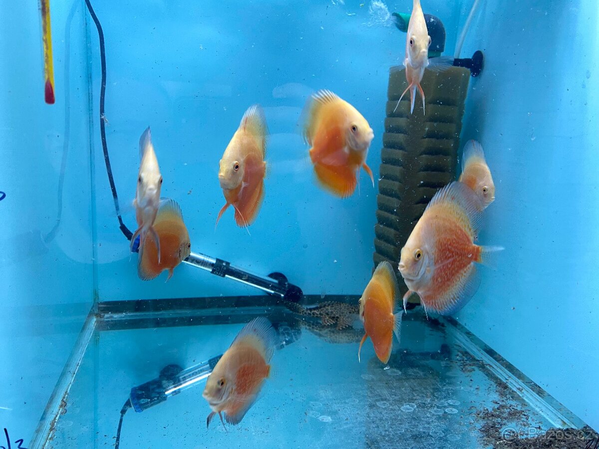 Terčovci - discusy RED VALENTINE - 7