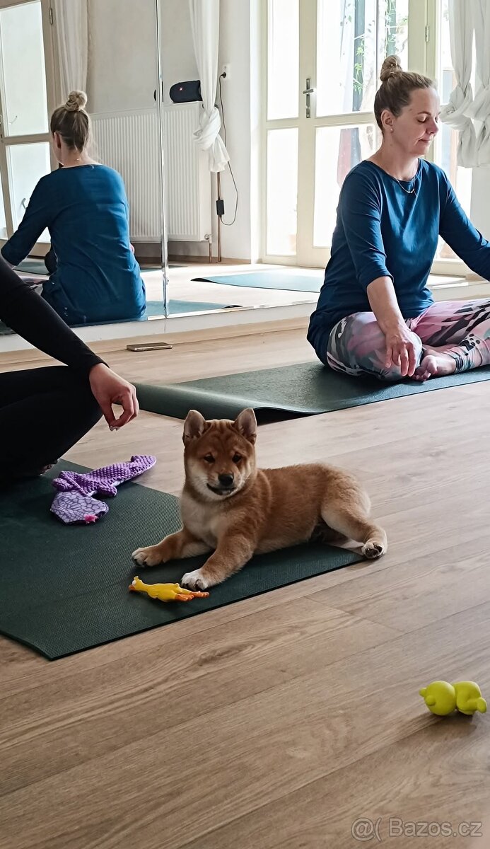 Shiba Inu - 7