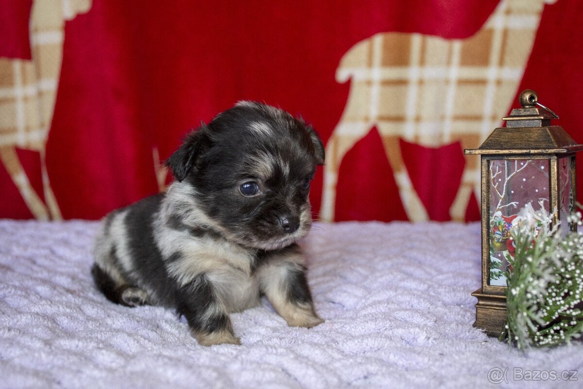 Luxusní štěňátka čivavy - 7