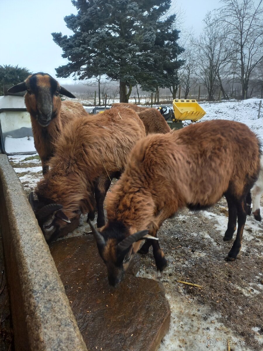 Kamerunské ovce - 7