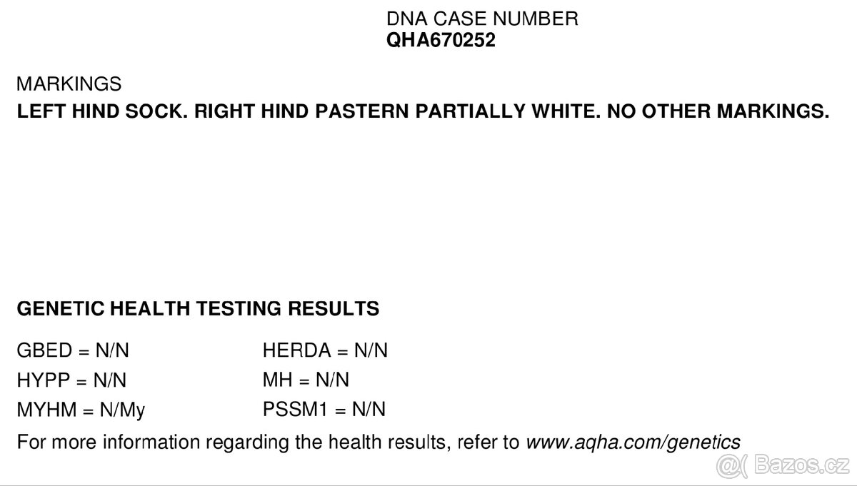 Qh valach po AP Royal Bar - 7