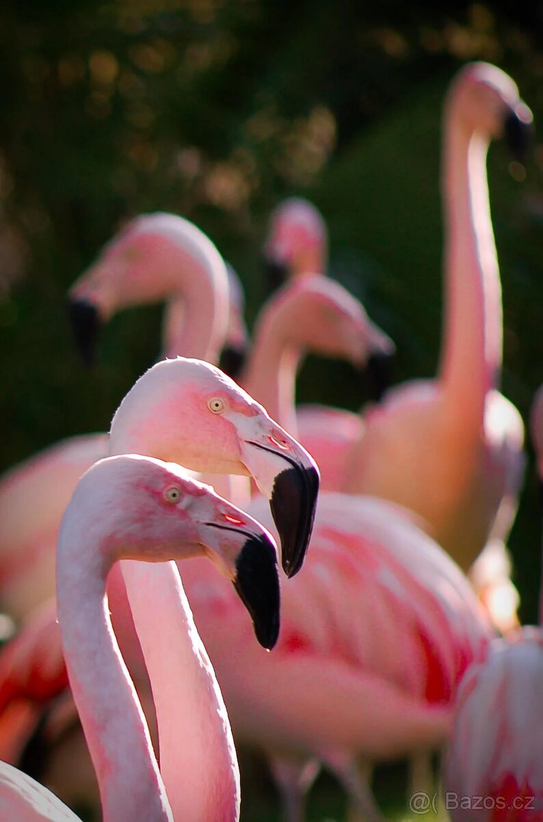 Nikon AF Nikkor 70-210mm 1:4-5,6 D - 7