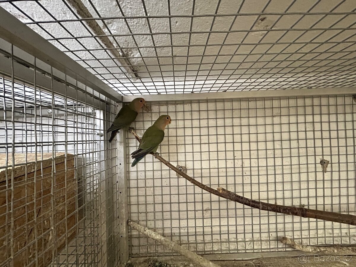 Papoušík růžohrdlý - 7