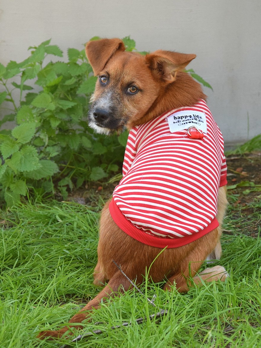 Mochi hledá domov - 7