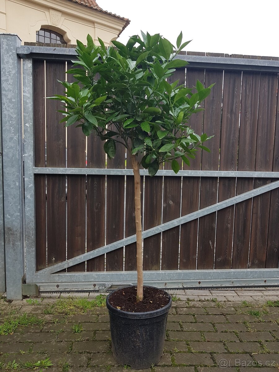 rostliny do zimní zahrady, zimní zahrada, oranžerie - 7