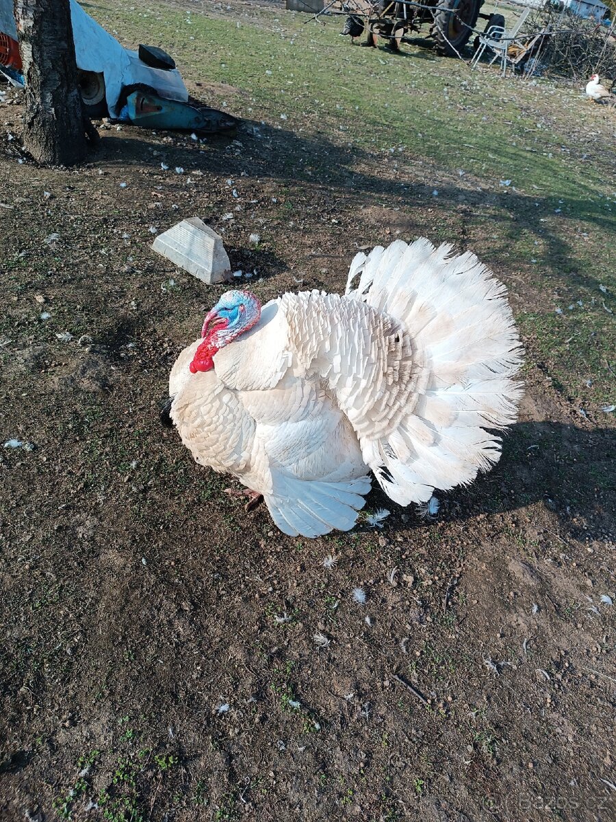 Krůťata, housata - 7