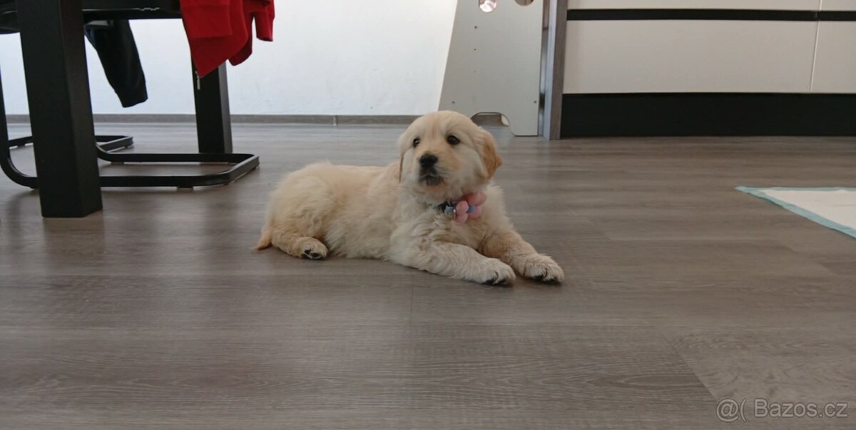 Štěně zlatý retrívr - 7