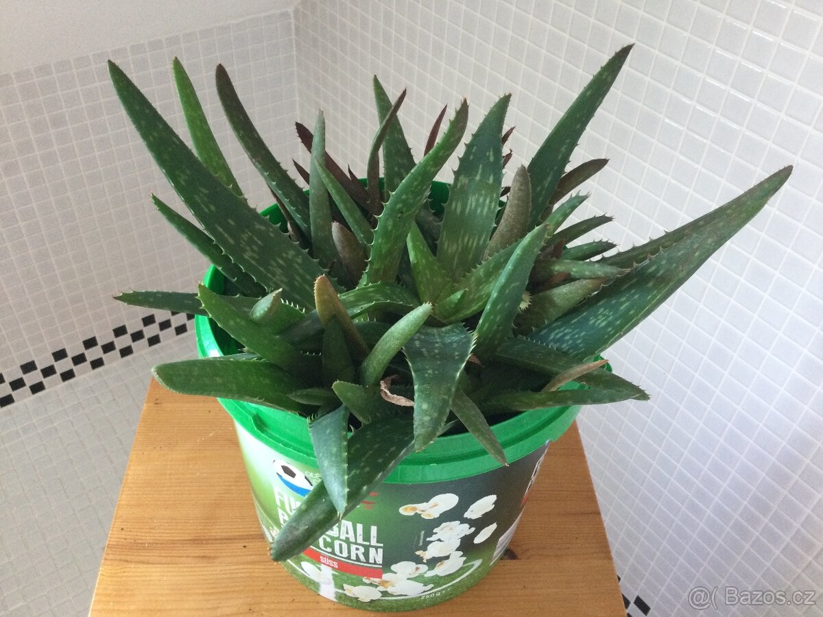 Kalanchoe a aloe - 7