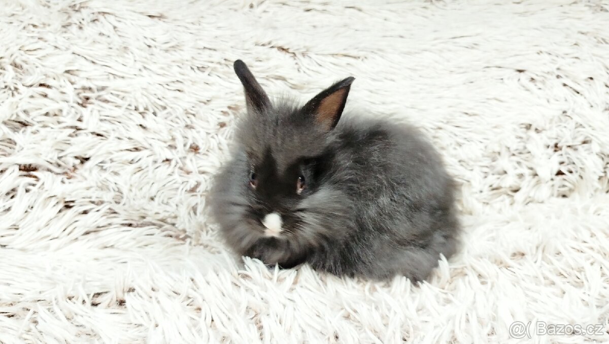 Zakrslý králík, králíček - HOLLY - 7