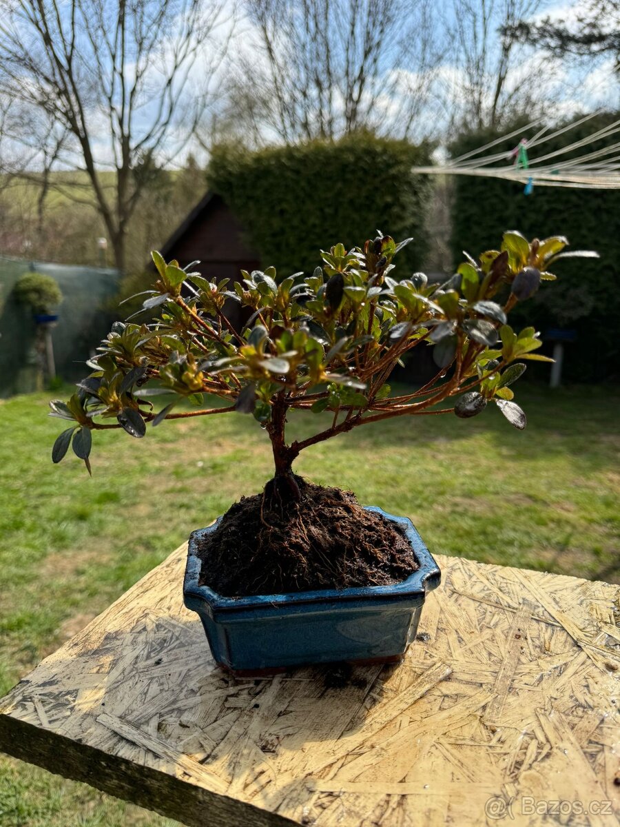 Bonsaj,bonsai Japonske Azalky - 7
