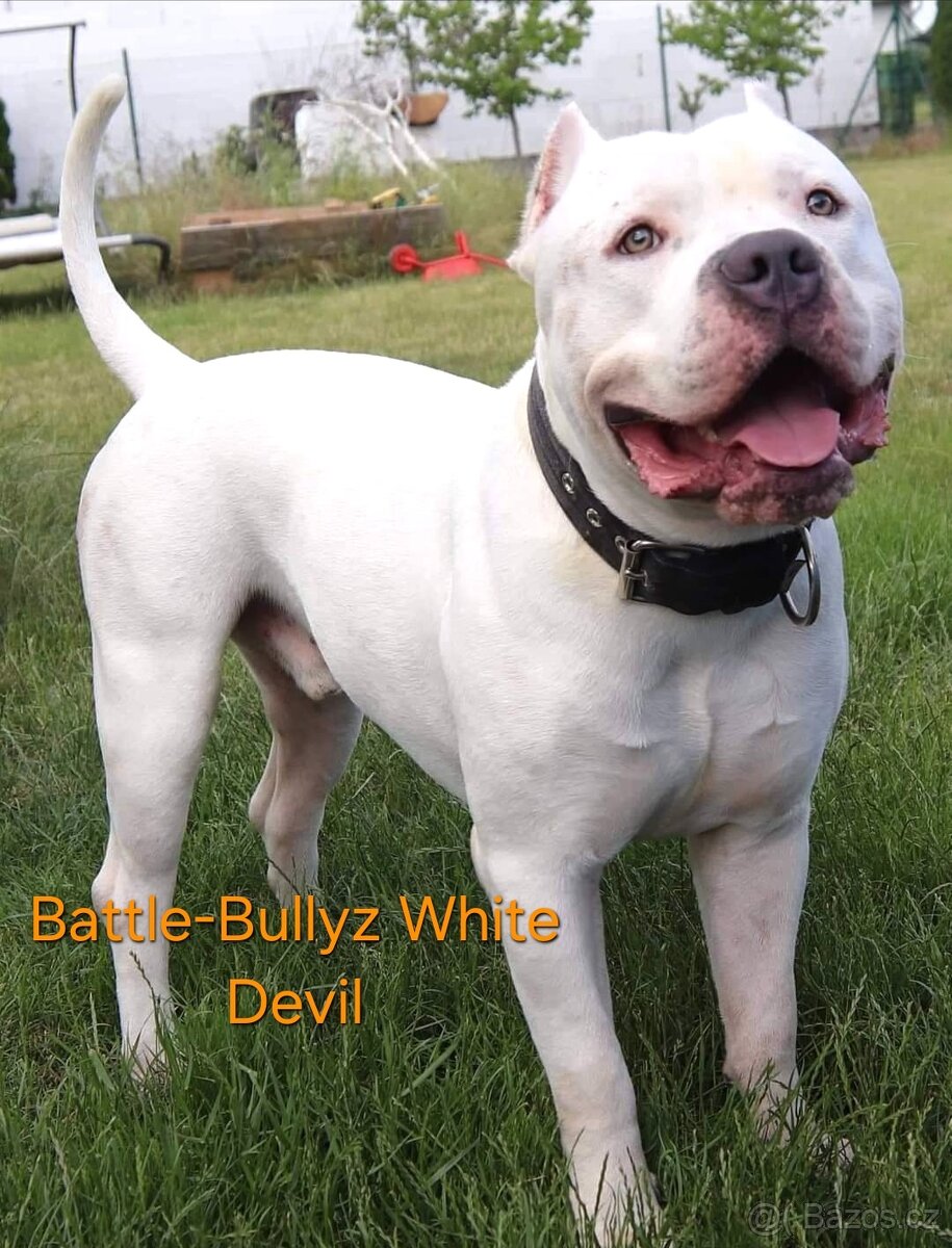 American Bully  - KRYTÍ Fešák Hubert - 7