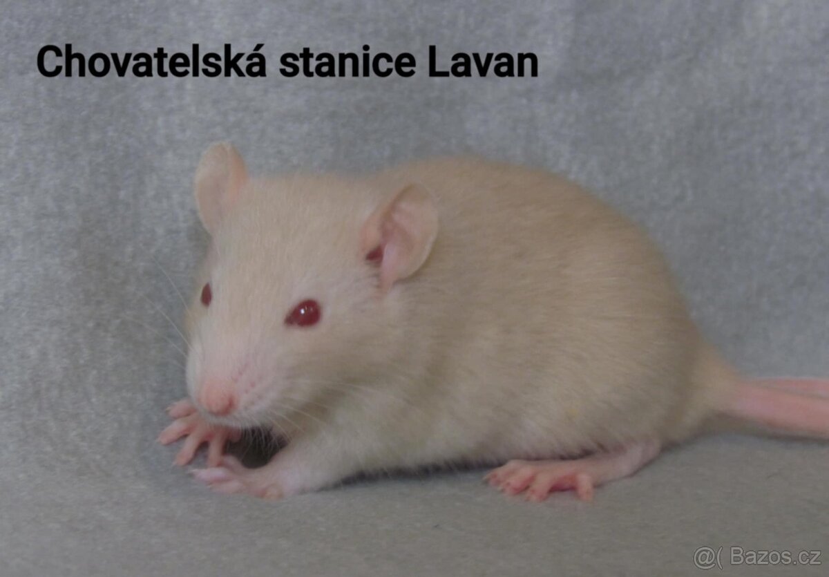 Potkaní kluci s rodokmenem - 7