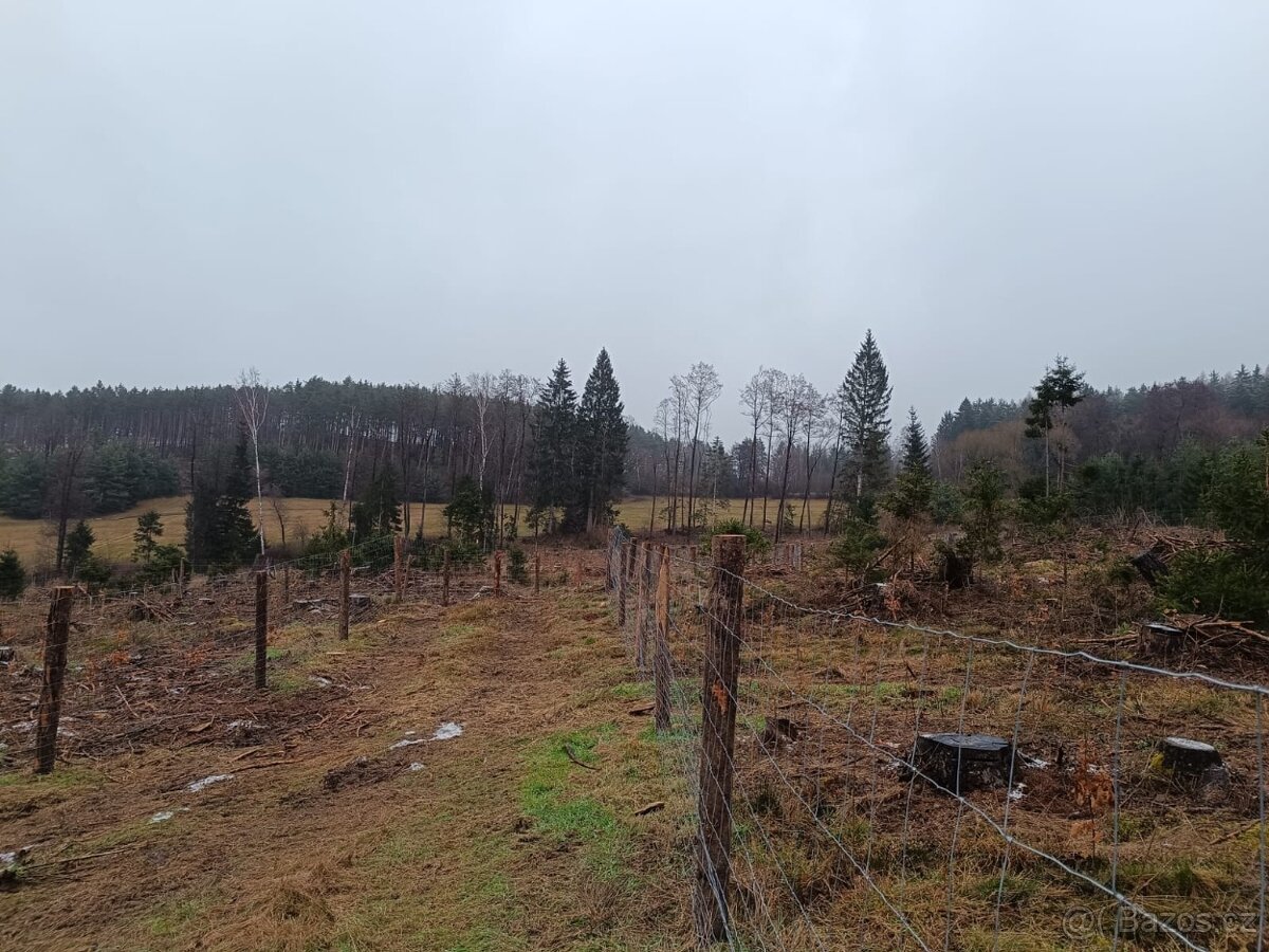 Prodej lesa na Šumavě - 7