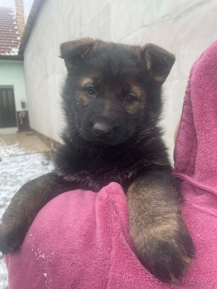 Německý ovčák - 7