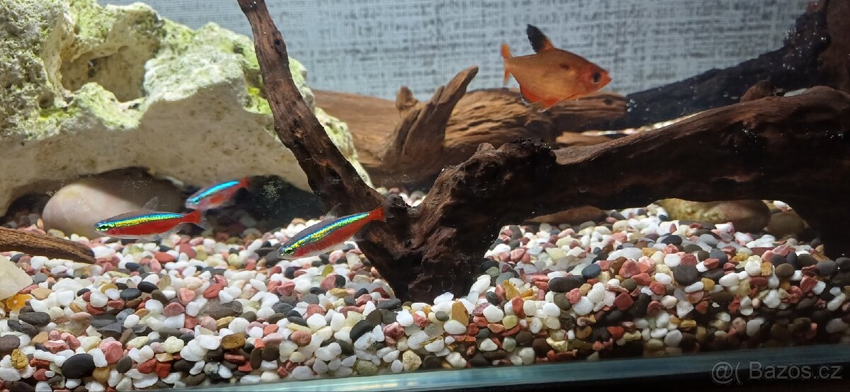 Zařízené akvárium - 7