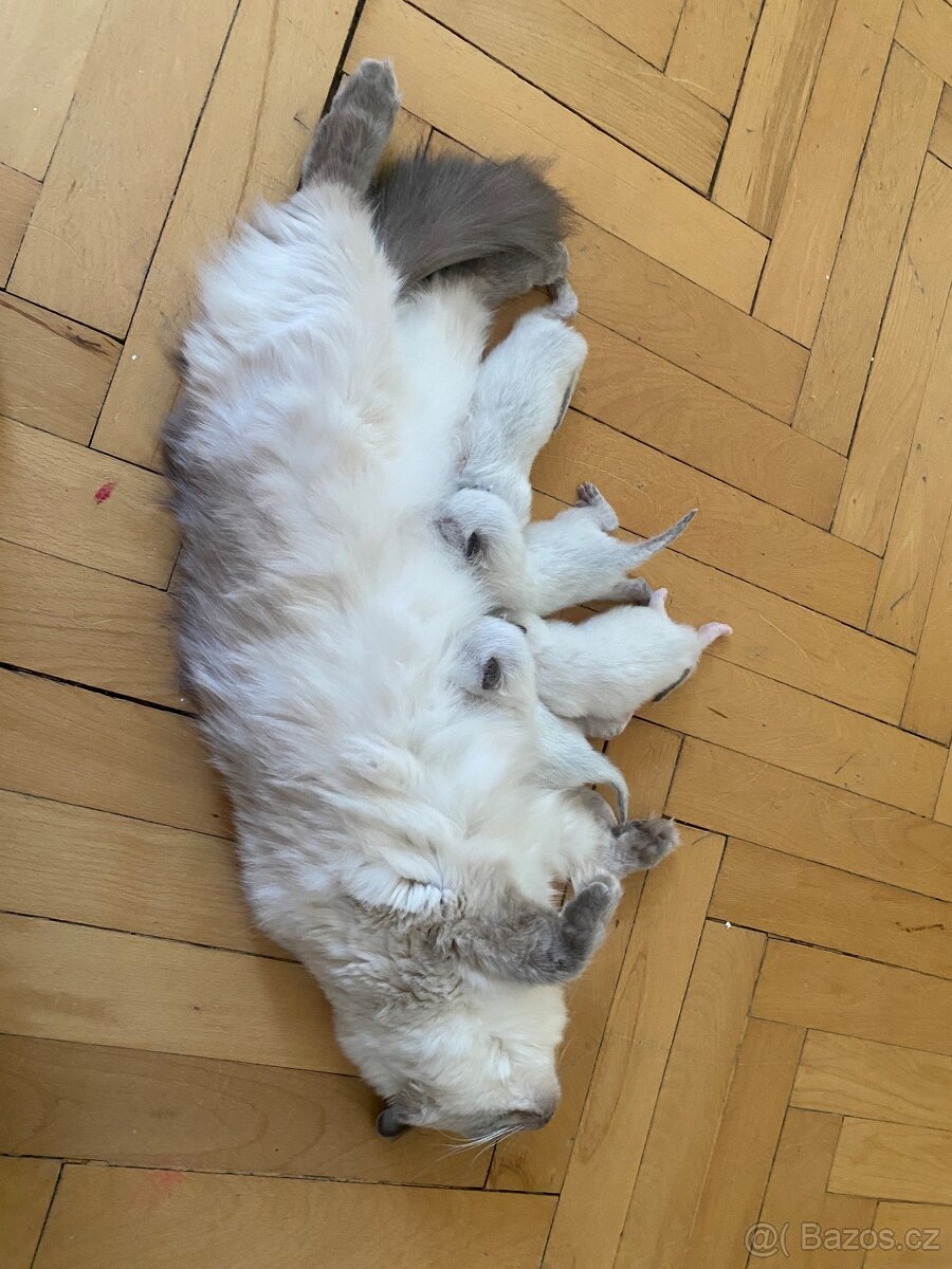 Hledám dočasnou péči pro Ragdoll kočičku - 7