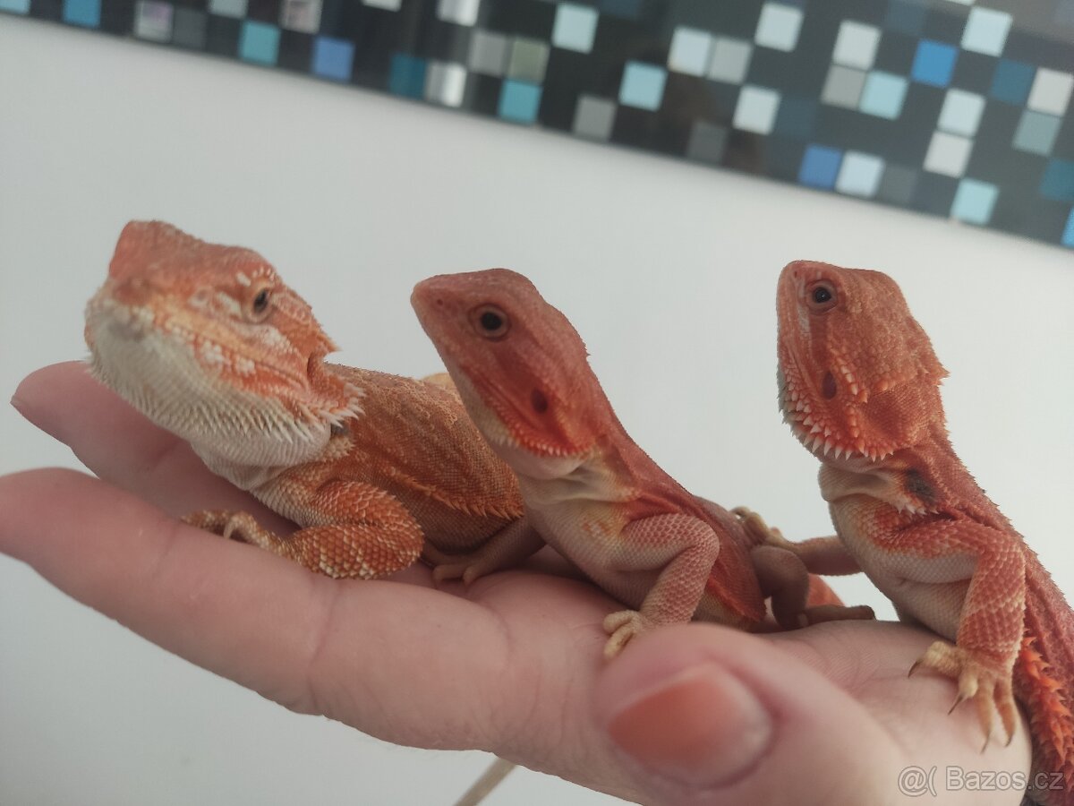 Agama vousatá - mláďata z vlastního chovu - 7