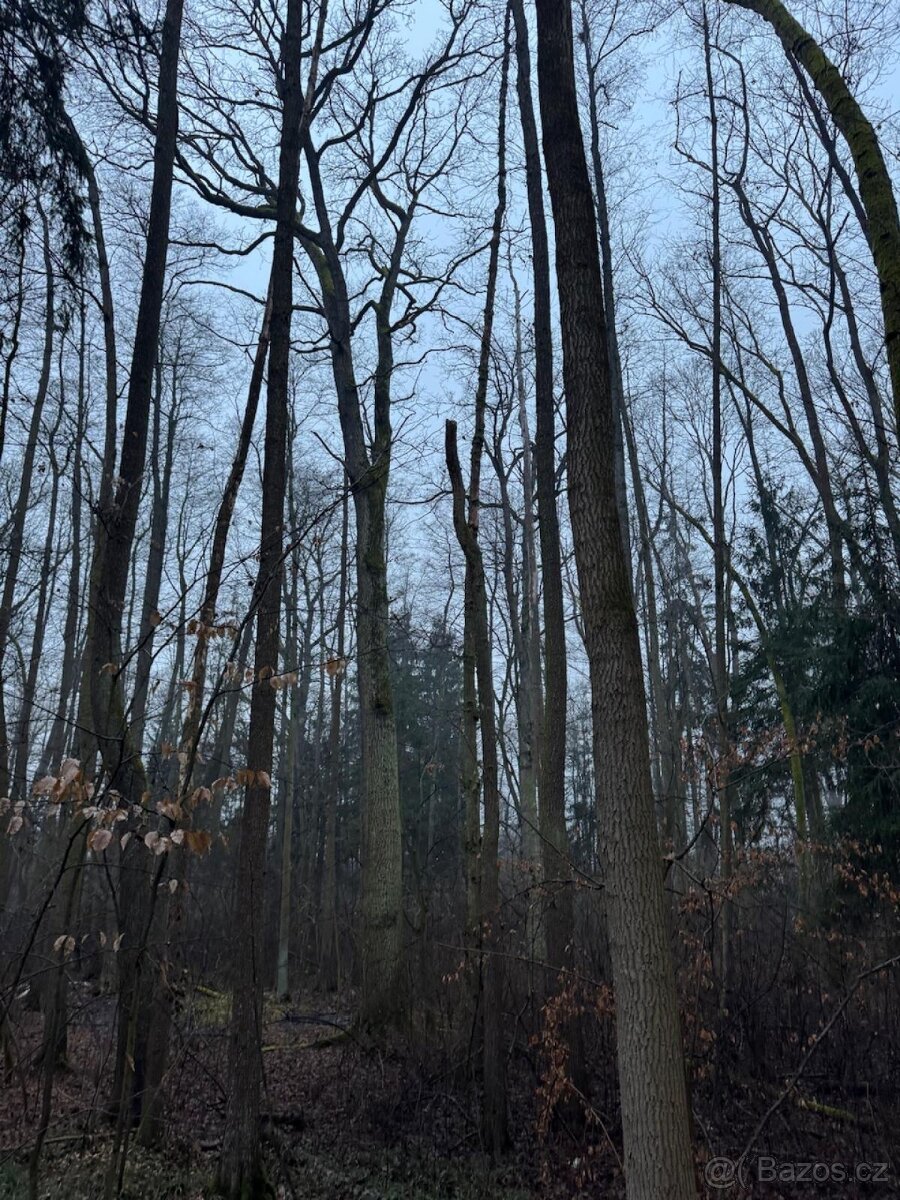 Prodám pozemky v k.ú. Polánky nad Dědinou Třebechovice pod O - 7