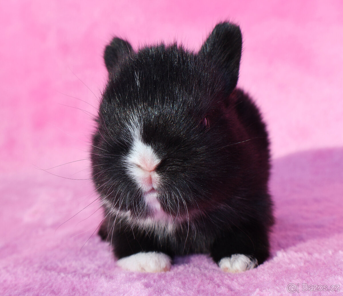 Zakrslý králíček , maličký krátkouchý sameček . - 7