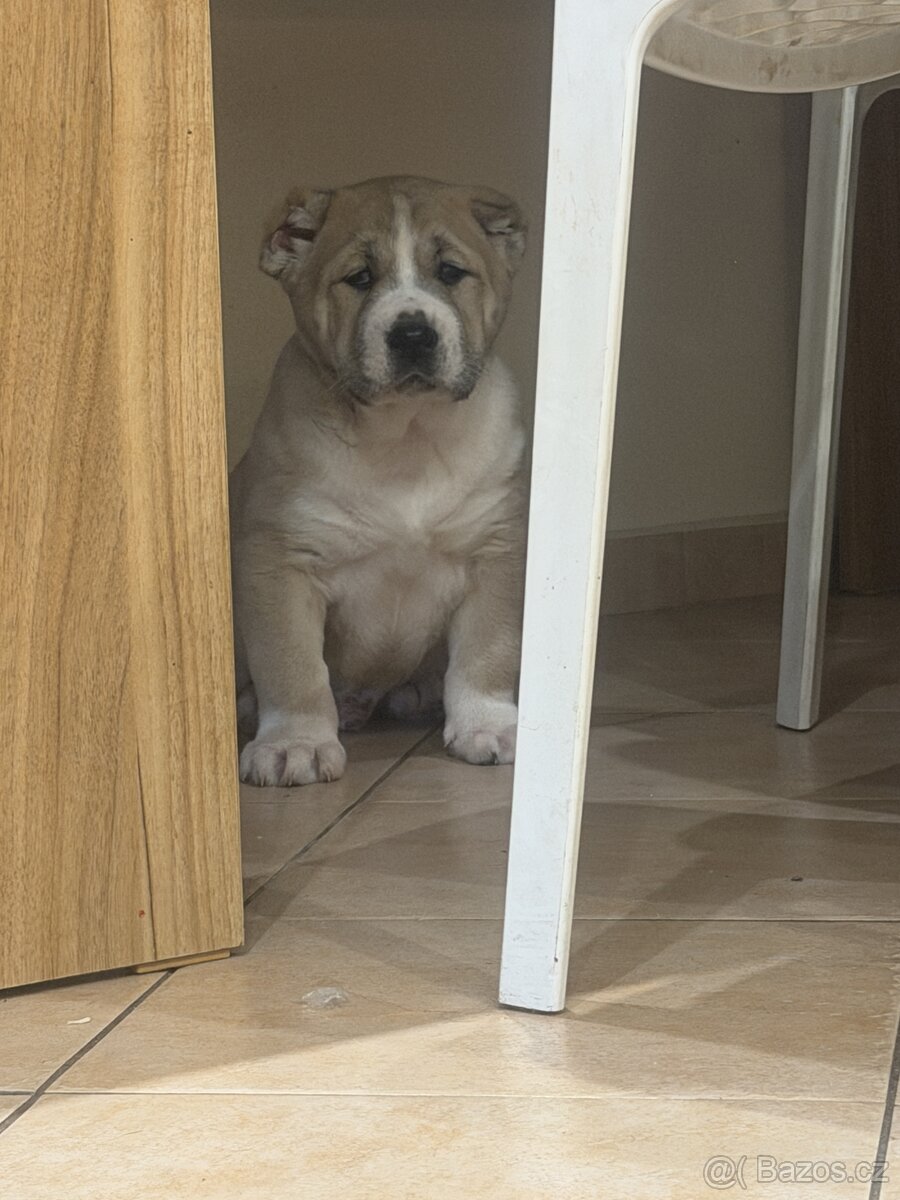 Středoasijský pastevecký pes štěňátka - 7