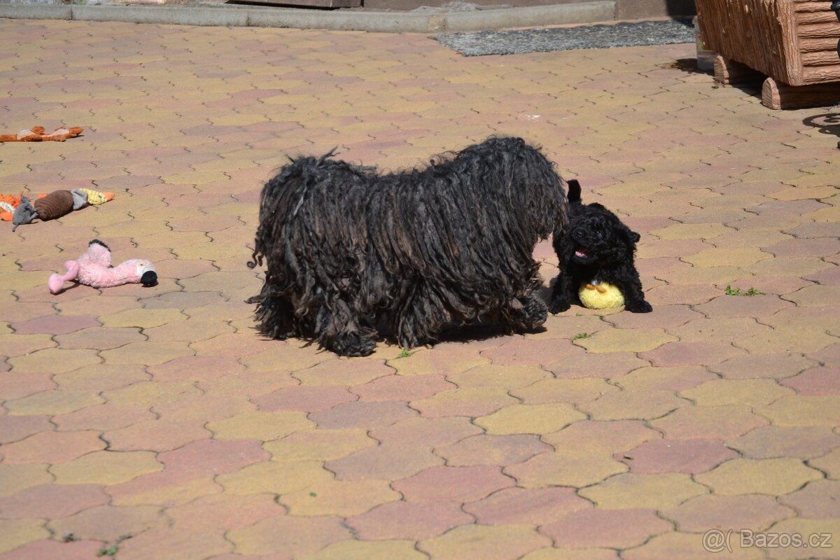 PULI - štěňata hledají nový domov - 7